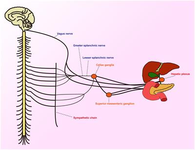 Periampullary cancer and neurological interactions: current understanding and future research directions